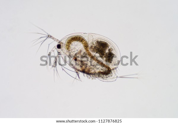 Water flea (Moina macrocopa) under microscope\
view for education