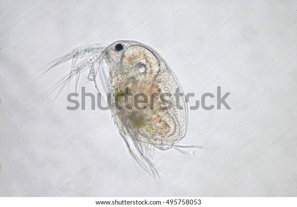 Water flea\
(Moina macrocopa) under microscope\
view