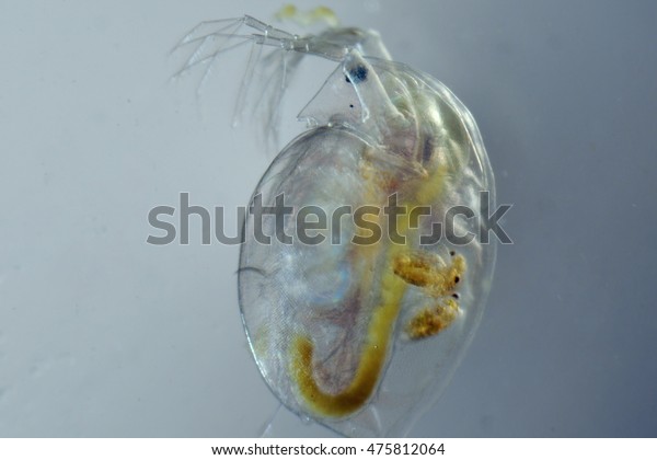 water flea, Pregnant\
Daphnia