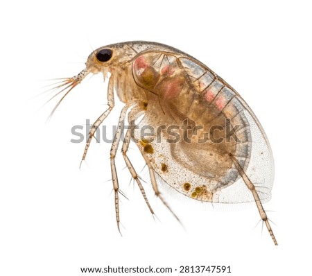 Water Flea Single Water Flea Shown In A Macro Sid Isolated On White Background