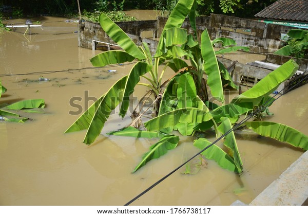Water\
flood on river after rain in rayong thailand, flooding Banana tree\
with rising water, flooding in rayong\
thailand