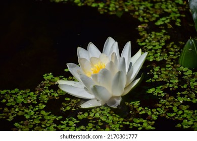 Water Flower. White Lily Flowers Close-up. Large Fluffy Flower With Yellow Centre. . Beautiful Bokeh. Blurred Background, No People. Background Of Water And Weeds 