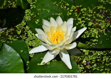 Water Flower. White Lily Flowers Close-up. Large Fluffy Flower With Yellow Centre. . Beautiful Bokeh. Blurred Background, No People. Background Of Water And Weeds 