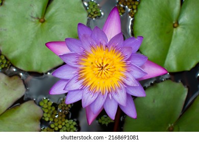 8,565 Yellow flower 4 petals Images, Stock Photos & Vectors | Shutterstock