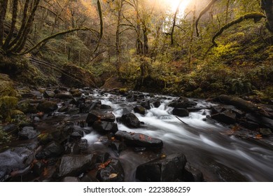 Water Flows Through Enchanted Autumn Woodland Forest Landscape In The Columbia River Gorge, Oregon