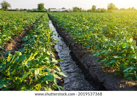 Water flows through an irrigation canal. Watering the potato plantation. roviding the field with life-giving moisture. Surface irrigation of crops. European farming. Agriculture.