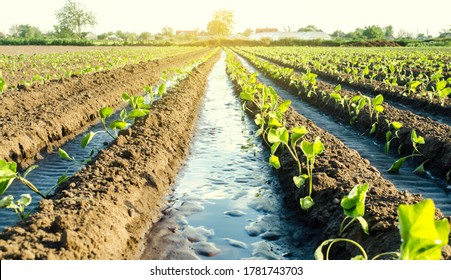 Water Flows Through Irrigation Canals On A Farm Eggplant Plantation. Caring For Plants, Growing Food. Agriculture And Agribusiness. Conservation Of Water Resources And Reduction Pollution.