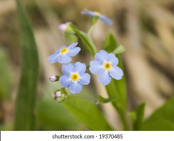 Myosotis Scorpioides Imagenes Fotos De Stock Y Vectores Shutterstock