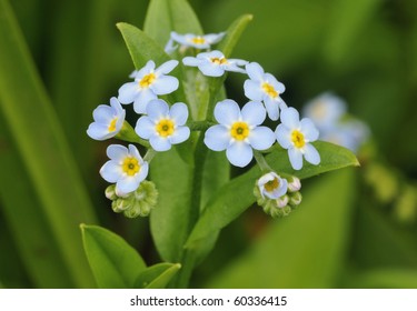 Myosotis Scorpioides Imagenes Fotos De Stock Y Vectores Shutterstock