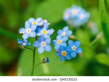 Myosotis Scorpioides Imagenes Fotos De Stock Y Vectores Shutterstock