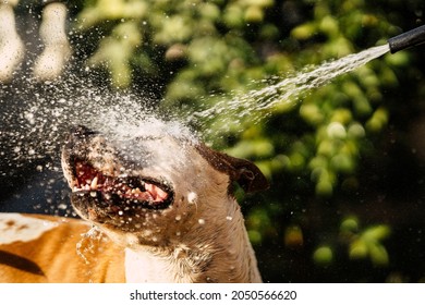 Water Form A Hose Pipe Splashing In The Face Of A Dog In A Garden