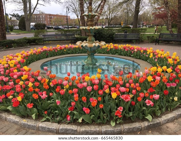 Water Fountain Surrounded By Tulips Garden Stock Photo Edit Now