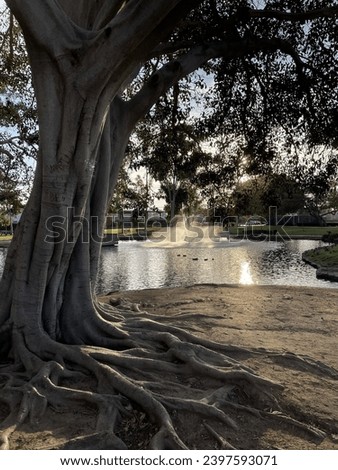 Water fountain and a tree at sunset, at Tewinkle Park, Costa Mesa, California