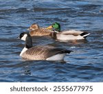 Water Fowl, Mallard Drake and Hen, Canada Goose Swimming