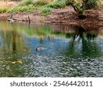 Water Fowl Swinming on a Lake!