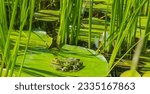 Water frog on pond leaf