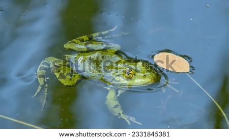 Water frog in a small pond