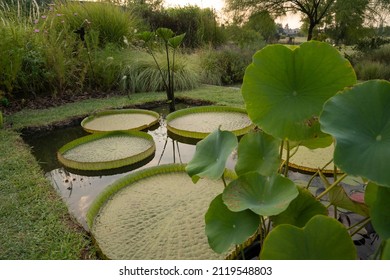 Water garden. View of a pond growing aquatic plants in the park. A Xin Jin Xia lotus green leaves in the foreground and Victoria cruziana giant floating leaves in the background.