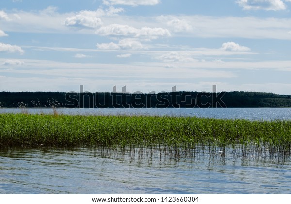 In the water grows grass dividing the\
lake into two halves. On the opposite bank trees grow in haze. Due\
to the remoteness of the trees seem\
blue.
