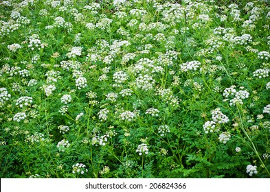 Water Hemlock