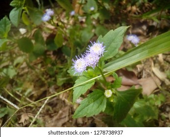 Water Hemlock Cicuta Flower