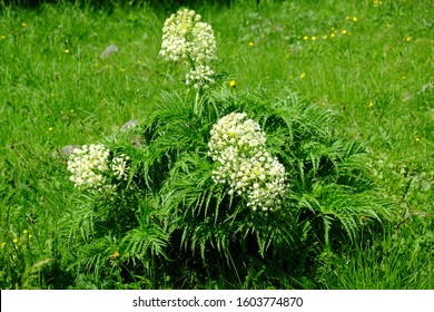 
Water Hemlock - Cicuta Maculata 