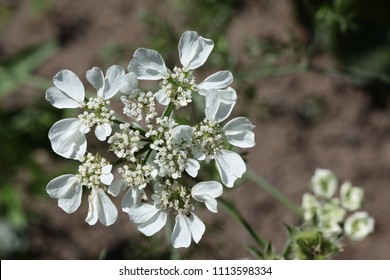 Water Hemlock Plant Blooming