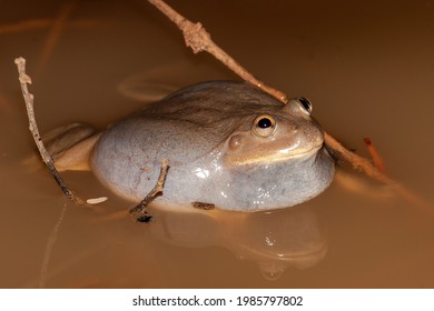 Water Holding Frog Calling Showing Vocal Sack Inflated