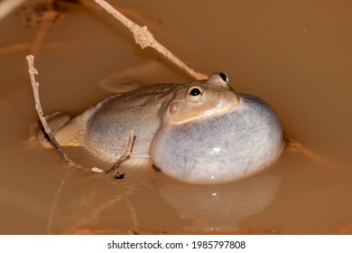 Water Holding Frog Calling Showing Vocal Sack Inflated