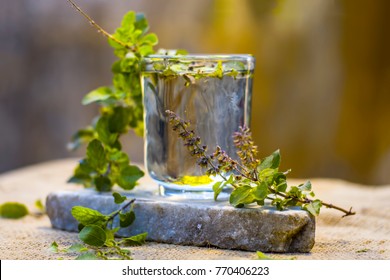 tulsi plant images stock photos vectors shutterstock https www shutterstock com image photo water holy basil tulsi ocimum tenuiflorum 770406223