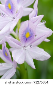 Water Hyacinth