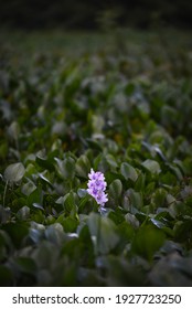 Water Hyacinth (Eichhornia Crassipes) In The Guaporé - Itenez River, Border Between Brazil And Bolivia.