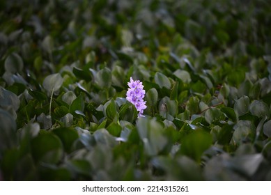 Water Hyacinth (Eichhornia Crassipes) In The Guaporé - Itenez River, Near The Village Of Cabixi, Rondonia State, Brazil, On The Border With Beni Department, Bolivia