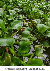 Water Hyacinth (Eichhornia Crassipes) Or Water Hyacinth Is An Ornamental Aquatic Plant Used In Water Treatment But Is Now An Invasive Species