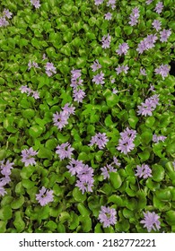 Water Hyacinth (Eichhornia Crassipes) Is A Plant That Lives Floating In Water And Sometimes Takes Root In The Soil