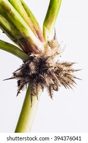 Water Hyacinth (Eichhornia Crassipes) Root, Closeup