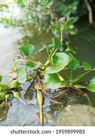 Water Hyacinth (Eichhornia Crassipes) Is A Type Of Floating Aquatic Plant.Live Water Hyacinths Float In The Water And Sometimes Take Root In The Soil.