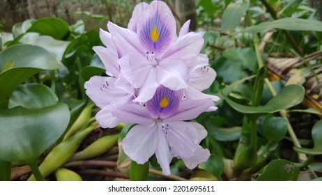 Water Hyacinth Eichhornia Crassipes Type Aquatic Stock Photo 2201695611 ...