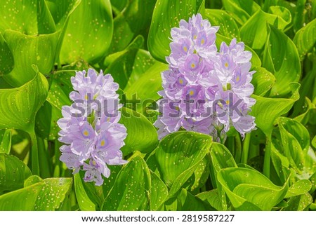 Water Hyacinth, Floating water hyacinth, Java Weed (Eichhornia crassipes) with flowers