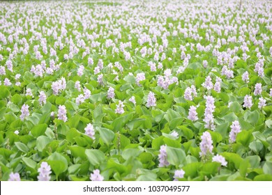 Water Hyacinth Flower 