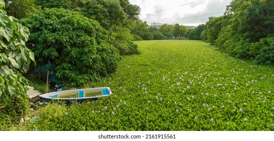 Water hyacinth flower blossom in pond in Hong Kong