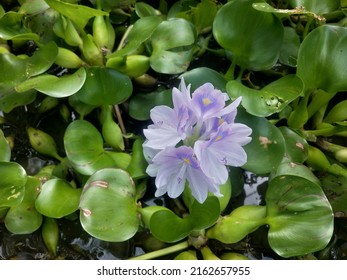 2,726 Aquatic plants with names Images, Stock Photos & Vectors ...