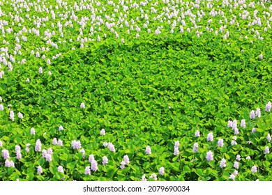 Water Hyacinth Flower (Pontederia Crassipes) In Natural Water Sources.
An Aquatic Plant Native To The Amazon Basin, And Is Often A Highly Problematic Invasive Species Outside Its Native Range.