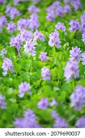 Water Hyacinth Flower (Pontederia Crassipes) In Natural Water Sources.
An Aquatic Plant Native To The Amazon Basin, And Is Often A Highly Problematic Invasive Species Outside Its Native Range.