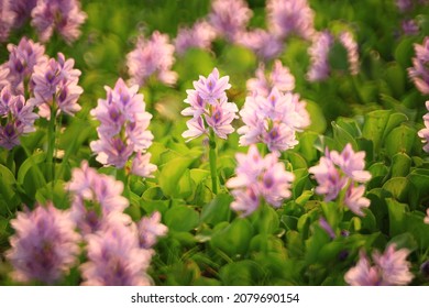 Water Hyacinth Flower (Pontederia Crassipes) In Natural Water Sources.
An Aquatic Plant Native To The Amazon Basin, And Is Often A Highly Problematic Invasive Species Outside Its Native Range.