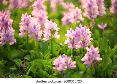 Water Hyacinth Flower (Pontederia Crassipes) In Natural Water Sources.
An Aquatic Plant Native To The Amazon Basin, And Is Often A Highly Problematic Invasive Species Outside Its Native Range.