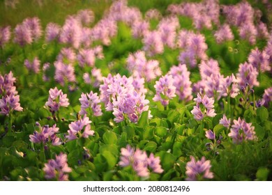 Water Hyacinth Flower (Pontederia Crassipes) In Natural Water Sources.
An Aquatic Plant Native To The Amazon Basin, And Is Often A Highly Problematic Invasive Species Outside Its Native Range.