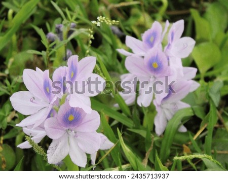 water hyacinth flowers bloomed in the water of the canal