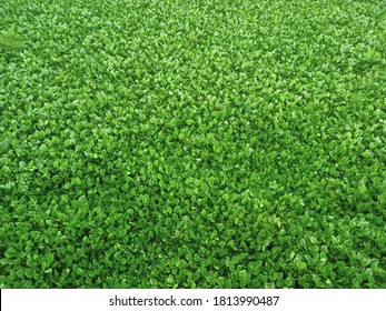The water hyacinth is a free floating perennial herb of fresh water ecosystems.