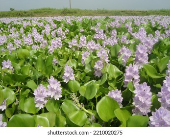 Water Hyacinth (Kachuripana) Bangladesh Nature